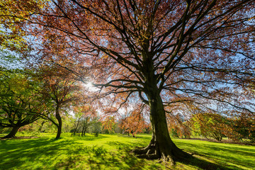 The beautiful natural landscape of the Kew Garden