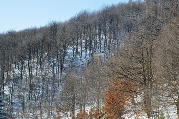 landscape forest on the mountain in winter
