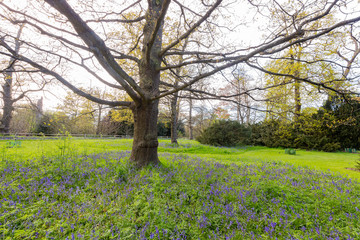 Fototapeta premium The beautiful natural landscape of the Kew Garden