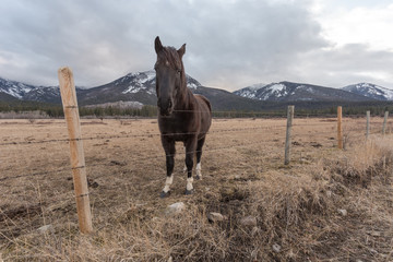 Fence posts and barb wire as leading line with brown horse and mountain range
