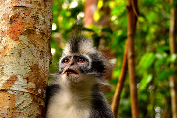 Closeup of thomas leaf monkey in the Gunung Leuser National Park