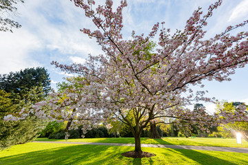 Fototapeta premium The beautiful cherry tree blossom of the Kew Garden