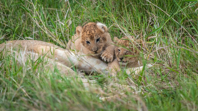 Lion - Masaï Mara Kenya