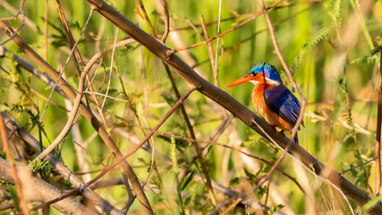 Oiseau - Masaï Mara Kenya