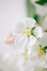 Naklejka na ściany i meble apple tree flowers close-up