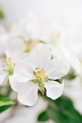 Fototapeta na wymiar apple tree flowers close-up