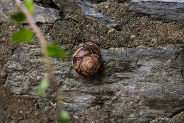 Snail on the rock