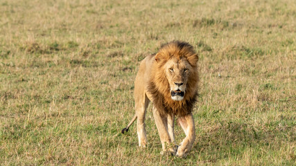 Lion - Masaï Mara Kenya