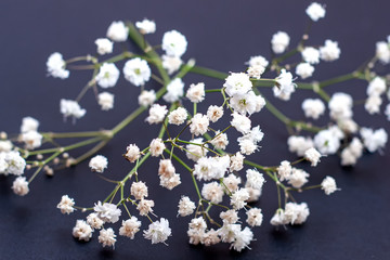 Gypsophila lies on black background. Shallow depth of field. Selective focus.