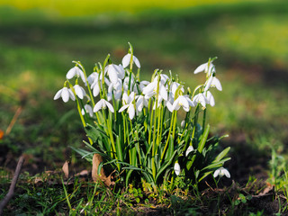 Group of beautiful fresh blooming snowdrops in early springtime. Galanthus nivalis spring flowers  in  forest. Delicate common snowdrop- wild flowers on the meadow symbols telling us winter is leaving