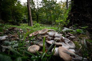 mushrooms in forest