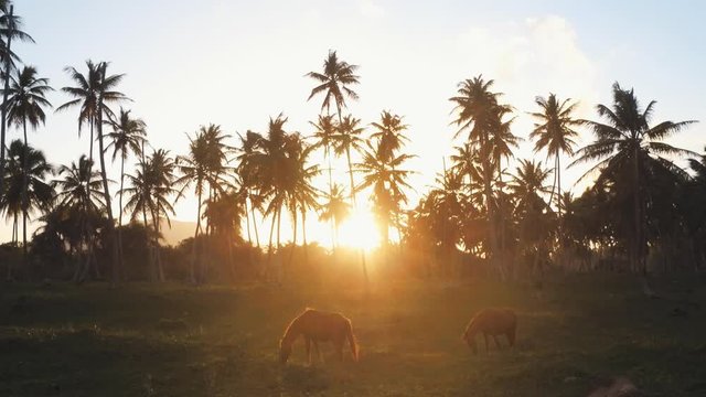 Wild horses graze in a meadow of a tropical island. Animals in the wild. Not tamed horses at sunset on a background of tall palm trees