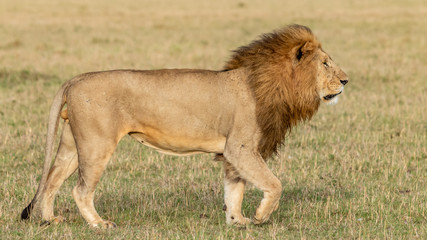 Lion - Masaï Mara Kenya