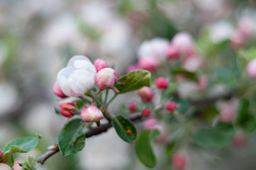 Large colorful white-pink flowers of a spring blossoming apple tree. Sprig with blooming delicate lemons buds.