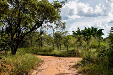 Fototapeta na wymiar Estrada de terra em bioma de cerrado