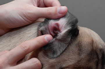 Dog pug with red ear. Infected mite infection or allergy.