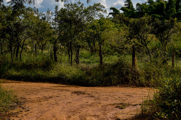 Estrada de terra no cerrado