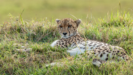 Guépard - Masaï Mara Kenya