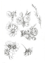 pattern  Hand-drawn illustration with pencils. Flowers, bouquet, buds and petals. Daisies, daisies. Spring, summer, flowering. Seth on a white background separately. Sketch, print, textile, pa