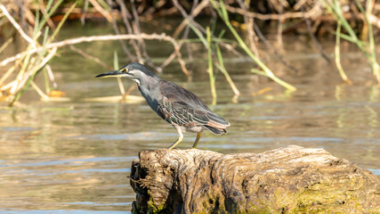 Oiseau - Masaï Mara Kenya