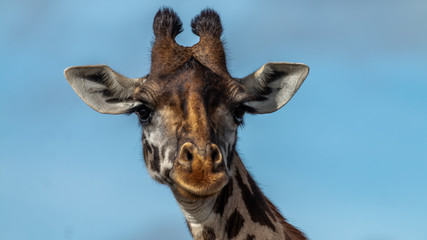 Naklejka premium Kenya - Masaï Mara