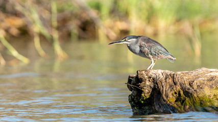 Oiseau - Masaï Mara Kenya