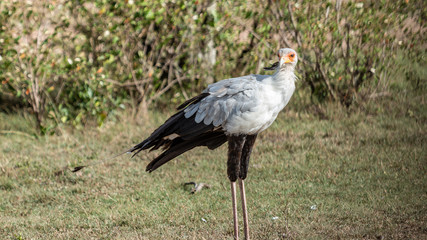 Oiseau - Masaï Mara Kenya