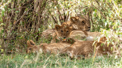 Lions - Masaï Mara Kenya