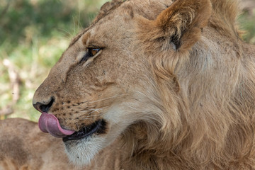 Lions - Masaï Mara Kenya