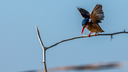 Oiseau - Masaï Mara Kenya