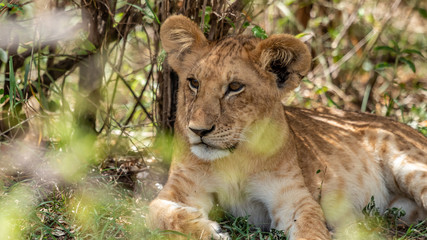 Lions - Masaï Mara Kenya