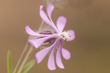 Silene colorata Cloven-Petalled Campion star-shaped purple flower very common on the edge of roads and nitrified meadows of Andalusia