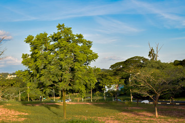 Fototapeta na wymiar Campo verde 