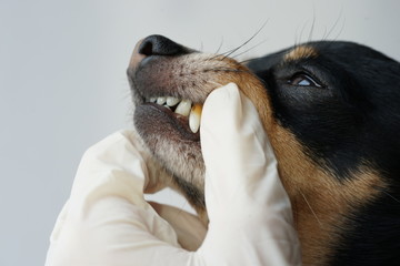 Veterinarian examines the teeth of a small black dog of the Russian Toy Terrier breed ,dog teeth...