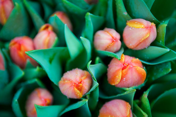 Bunch of fresh spring tulips dowsed in glittering water drops 