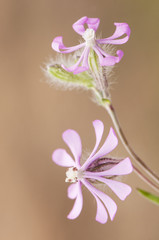 Silene colorata Cloven-Petalled Campion star-shaped purple flower very common on the edge of roads and nitrified meadows of Andalusia