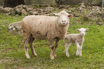 Sheep and her lamb looking curiously and prudently next to a stone wall on an Andalusian farm