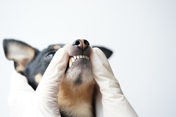 Veterinarian examines the teeth of a small black dog of the Russian Toy Terrier breed ,dog teeth with tartar close-up.