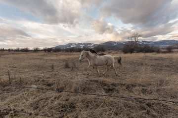 Two horses trotting through pasture with mountain range