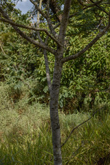 Obraz premium Árvore em paisagem do Cerrado