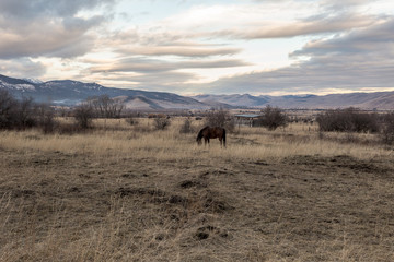 Brown horse grazing in pasture with mountain range in distance