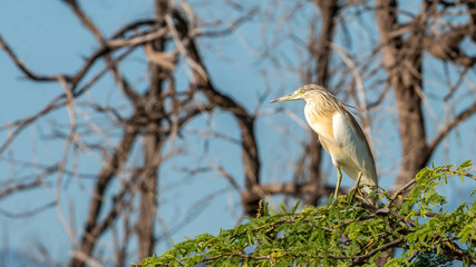 Oiseau - Masaï Mara Kenya