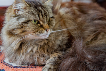 Close up shot of a cute cate in a house