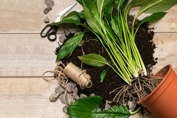 Transplanting house plant into a new pot. Home gardening. Flower macro background.