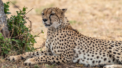 Guépard - Masaï Mara Kenya