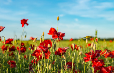Red poppy field in sunlight. Beautiful field of red poppy. Majestic sunset lights up with the warm light the sky and the field of lush, big nice poppies. Wallpaper flowers. Amazing summer day.
