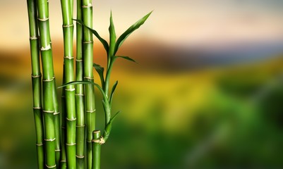 Fototapeta premium Many bamboo stalks on blurred background