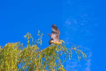 Great Blue Heron Prepares for Flight