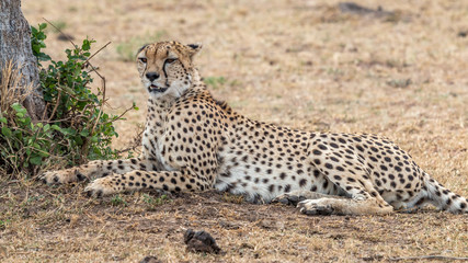Guépard - Masaï Mara Kenya