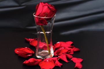 A single red rose in a vase against a black background.